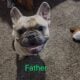 French bulldog puppies