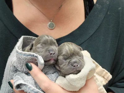 FRENCH BULLDOG PUPPIES