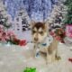 CKC registered siberian huskies