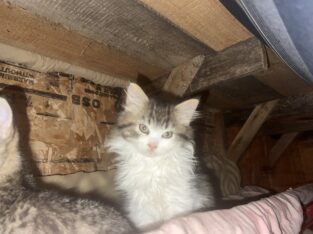 Fort Frances area Kittens & 6 months Kats