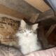Fort Frances area Kittens & 6 months Kats