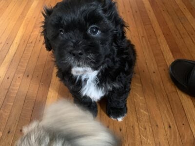 Maltese/shitzu pups