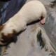 Miniature dachshunds for sale