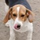 PUREBRED BEAGLE PUPPIES 6.5 – 7.5 months old