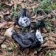 DUCKS 5 males,8 females laying eggs.