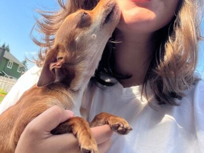 Chihuahua
