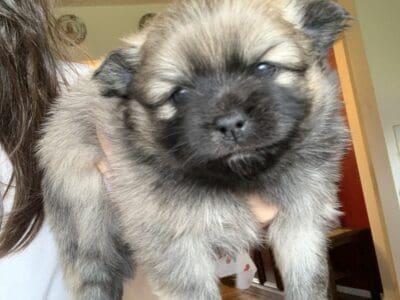 Pomeranian puppy