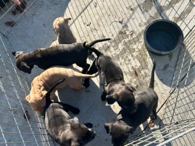 Puppies need a home