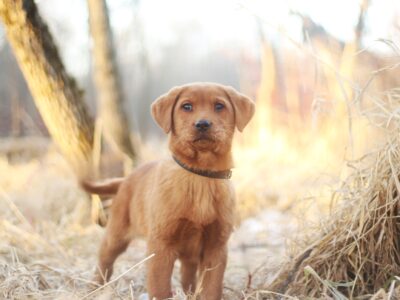 Red Labrador Male Pup J’ock