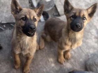 Puppies for rehome