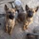 Puppies for rehome