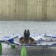 Female German Shepherd 1 year-olds