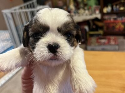Shih-Tzu puppies