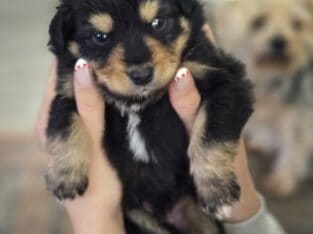 Aussie pups