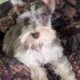 Mini Schnauzer
