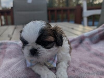 full breed shih tzu