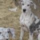 Great Dane puppies