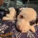 English shepard puppies for sale