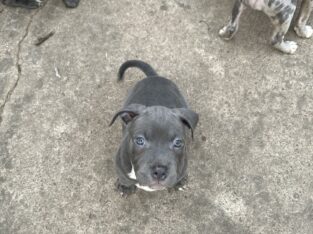 Blue Bully