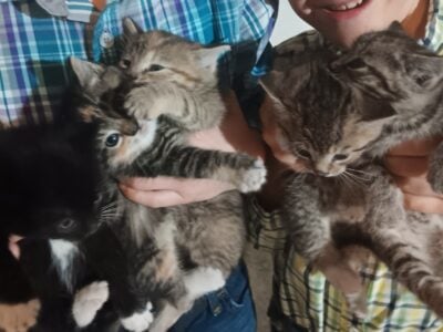 Christmas Kittens Available Now