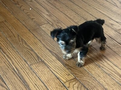 Yorkie puppies 6 weeks old