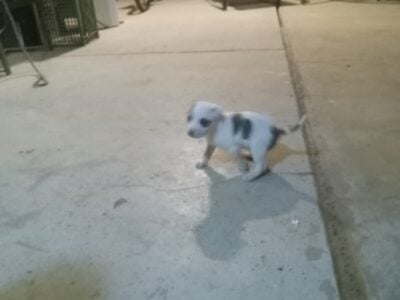 American bully pup