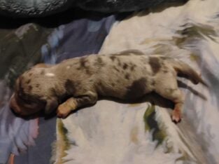 Miniature dachshunds for sale