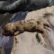 Miniature dachshunds for sale