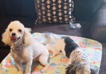 Maltipoo