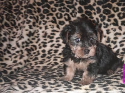 Daisy female yorkie