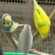 Selling parakeets