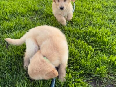 Golden Retriever Puppies