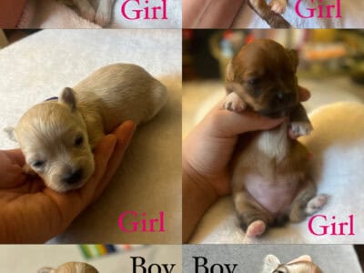 Morkie Poo Puppies!