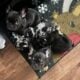 French BullDog Fluffy Carrier Puppies