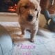 Purebred Golden Retriever Pups