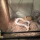 Exotic pythons
