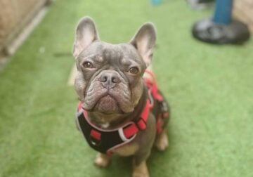 French bulldog male 2 years 10 month old