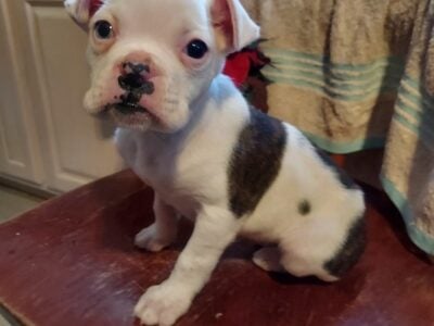 Puppie for sale $295.00