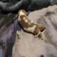 Miniature dachshunds for sale