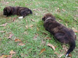 Pyrador Puppies 4 SALE!!