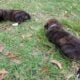 Pyrador Puppies 4 SALE!!