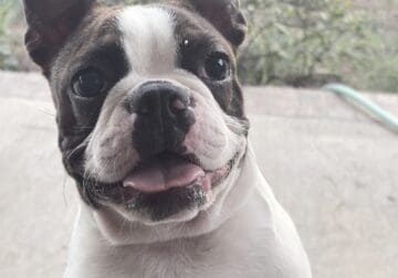 Boston Terrier Puppies