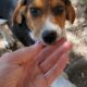 PUREBRED BEAGLE PUPPIES 6.5 – 7.5 months old
