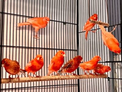 Red Factor Canaries for Sale