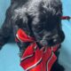 Aussiedoodle puppies