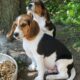 PUREBRED BEAGLE PUPPIES 6.5 – 7.5 months old