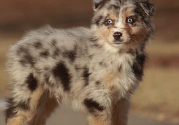 Blue Merle Male 6