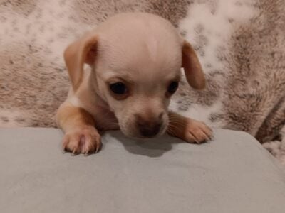 puppy for sale