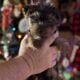 Yorkie