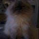 Fluffy Purebred Persian Cat